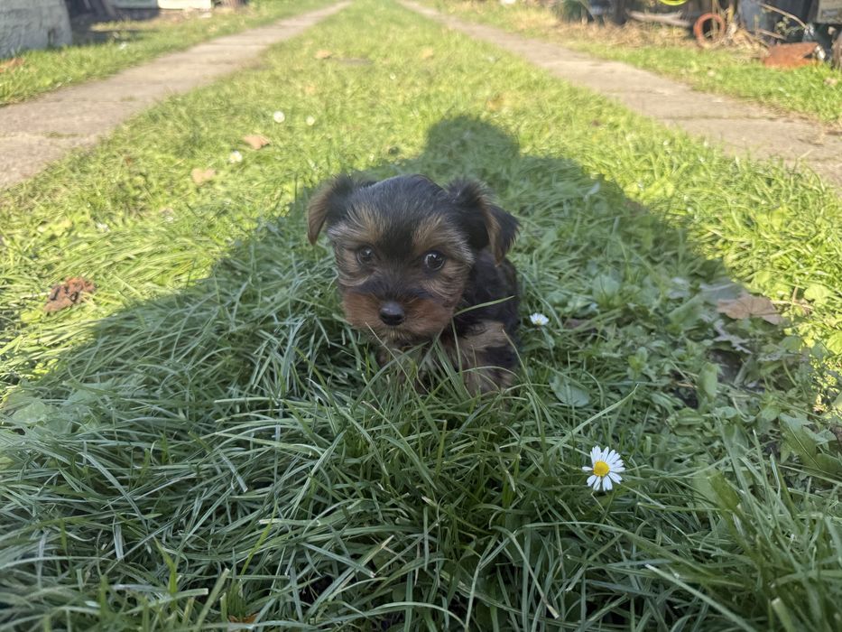 Sprzedam pieska rasy York