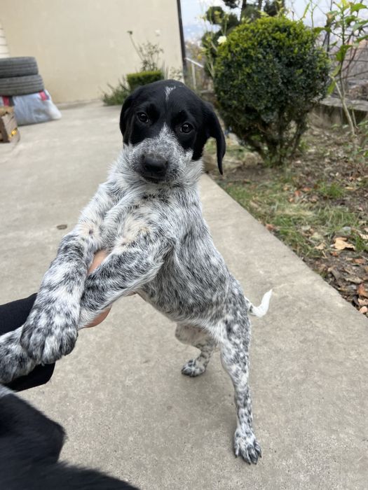 БЕЗКОШТОВНО цуценята мікс курцхаара та лайки