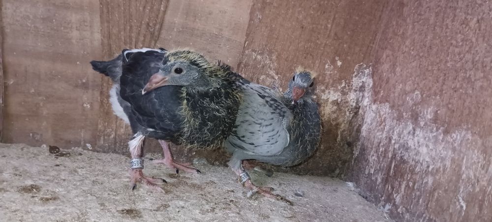 Pombos correios para venda de vários anos e varios  preços