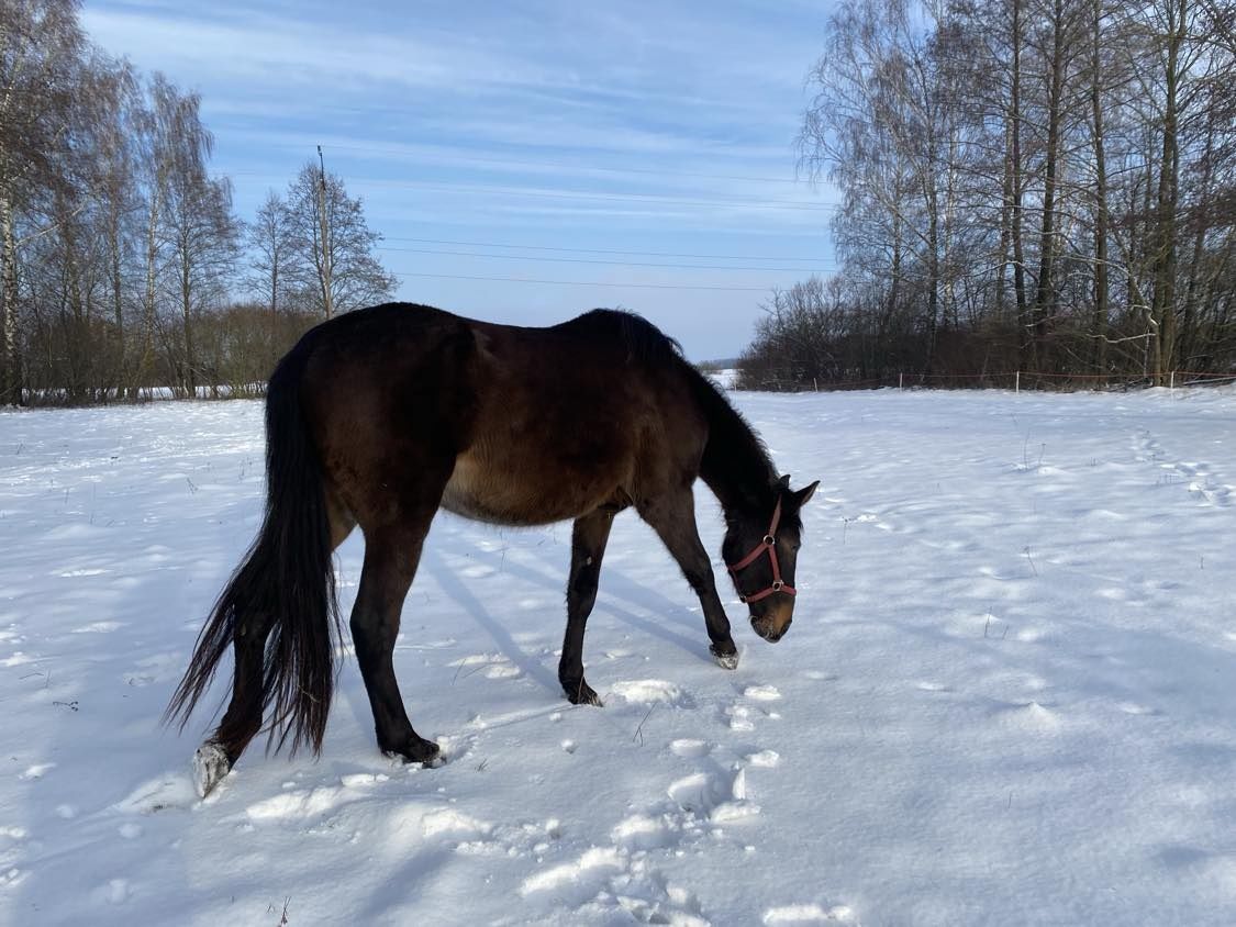 Sprzedam klacz 3,5 letnią