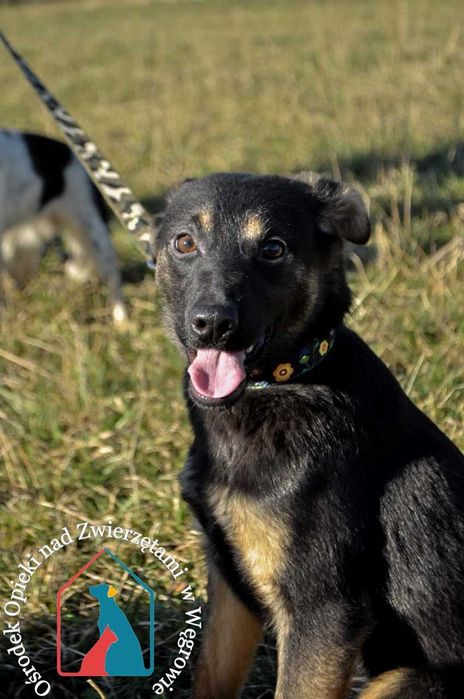 Młoda sunia Flanka szuka domu!