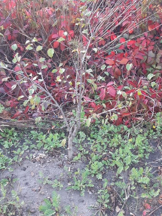 Продам саженцы сливы угорки 3-хлетки