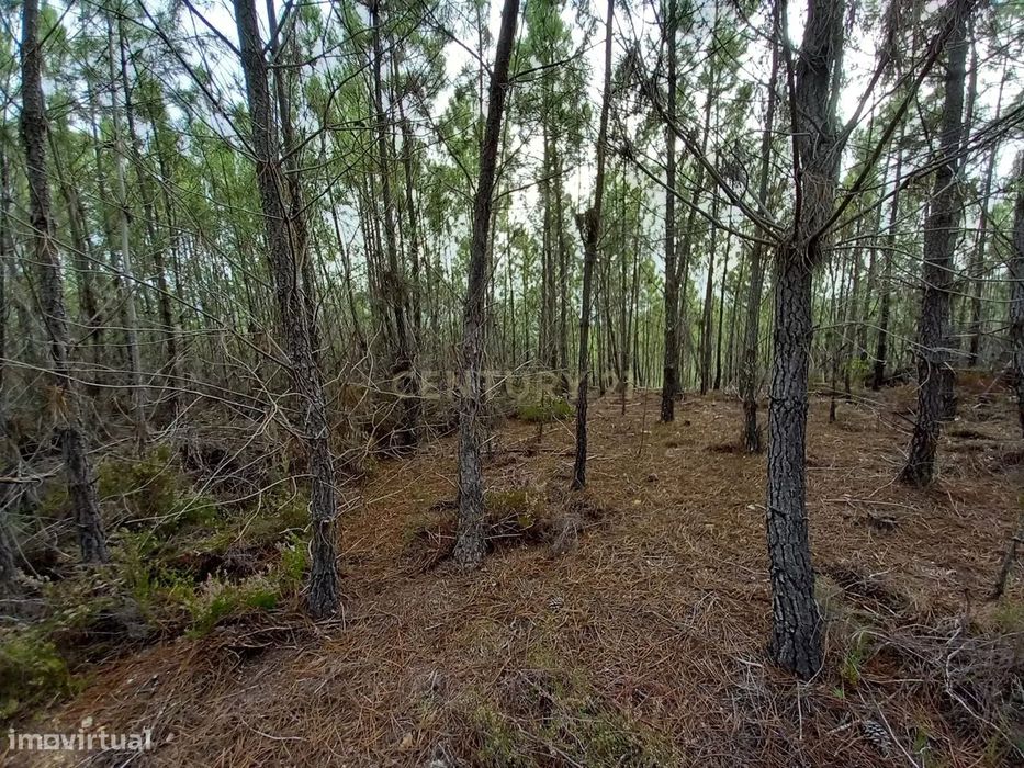 Pinhal com 1,5 ha Vale da Pereira-Santo André das Tojeiras
