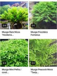 Plantas/musgos aquário - rare moss, fissidens, peacock, riccardia