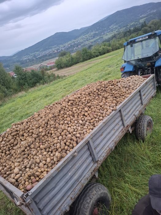 Ziemniak swojski ekologiczny