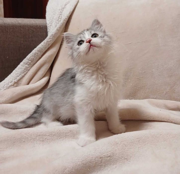 Кошеня Моша шукає дім