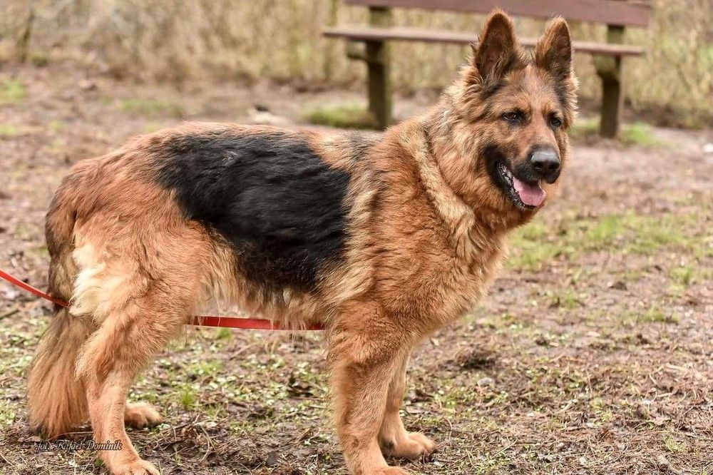 Pola! Cudowny owczarek niemiecki szuka domu!