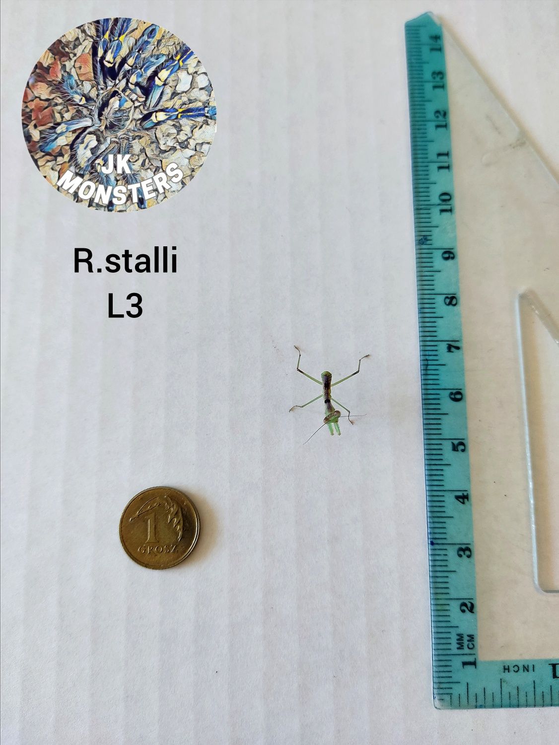 Modliszka Rhombodera stalli+gratisy