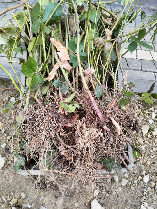 sadzonki jeżyny bezkolcowej