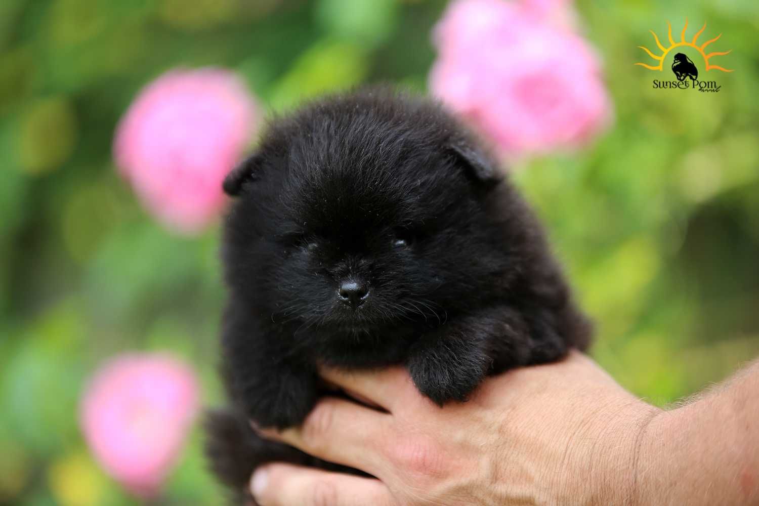 Pomeranian szpic miniaturowy ZKwP/FCI