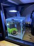 Akwarium/krewetkarium 10 l