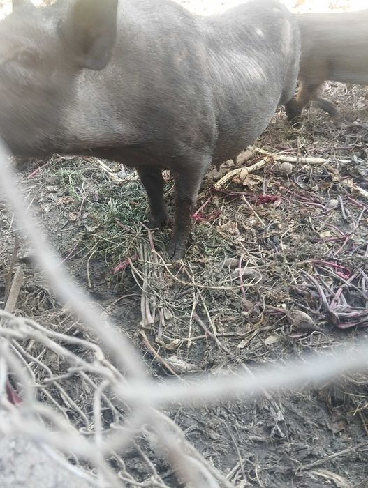 Продам вєтнамки  самку річну