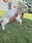 Szczeniak cocker Spaniel piesek