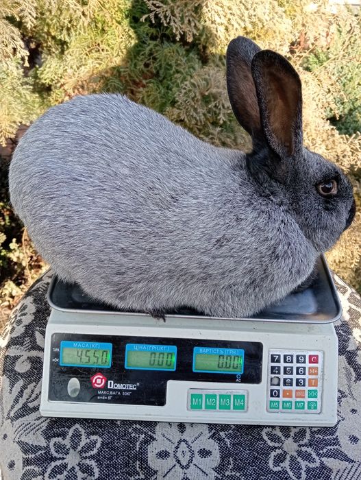 Кролі племінних порід  полтавське срібло