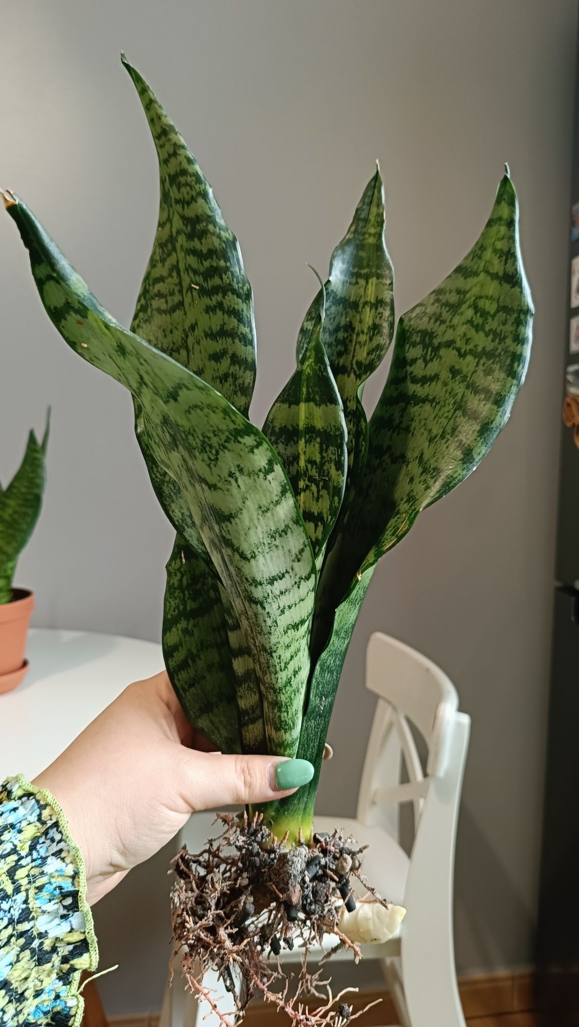 Sansevieria trifasciata 'Futura Striata' z maluchem