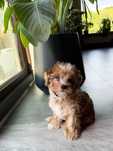 Piękny piesek Red Merle Yorkshire Terrier