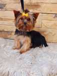 Suczka Yorkshire terrier