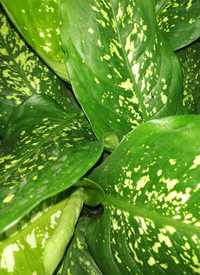 Дифенбахія (Dieffenbachia) плямиста