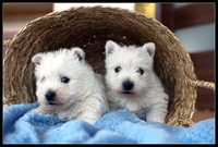Szczeniaczek West Highland White Terrier
