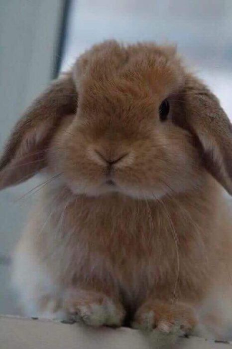 Mini lop do odbioru, mini lopy, karzełek teddy Poznań, miniaturka,