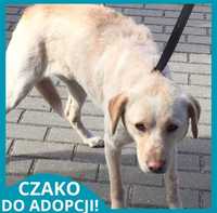 Czako pilnie do adopcji