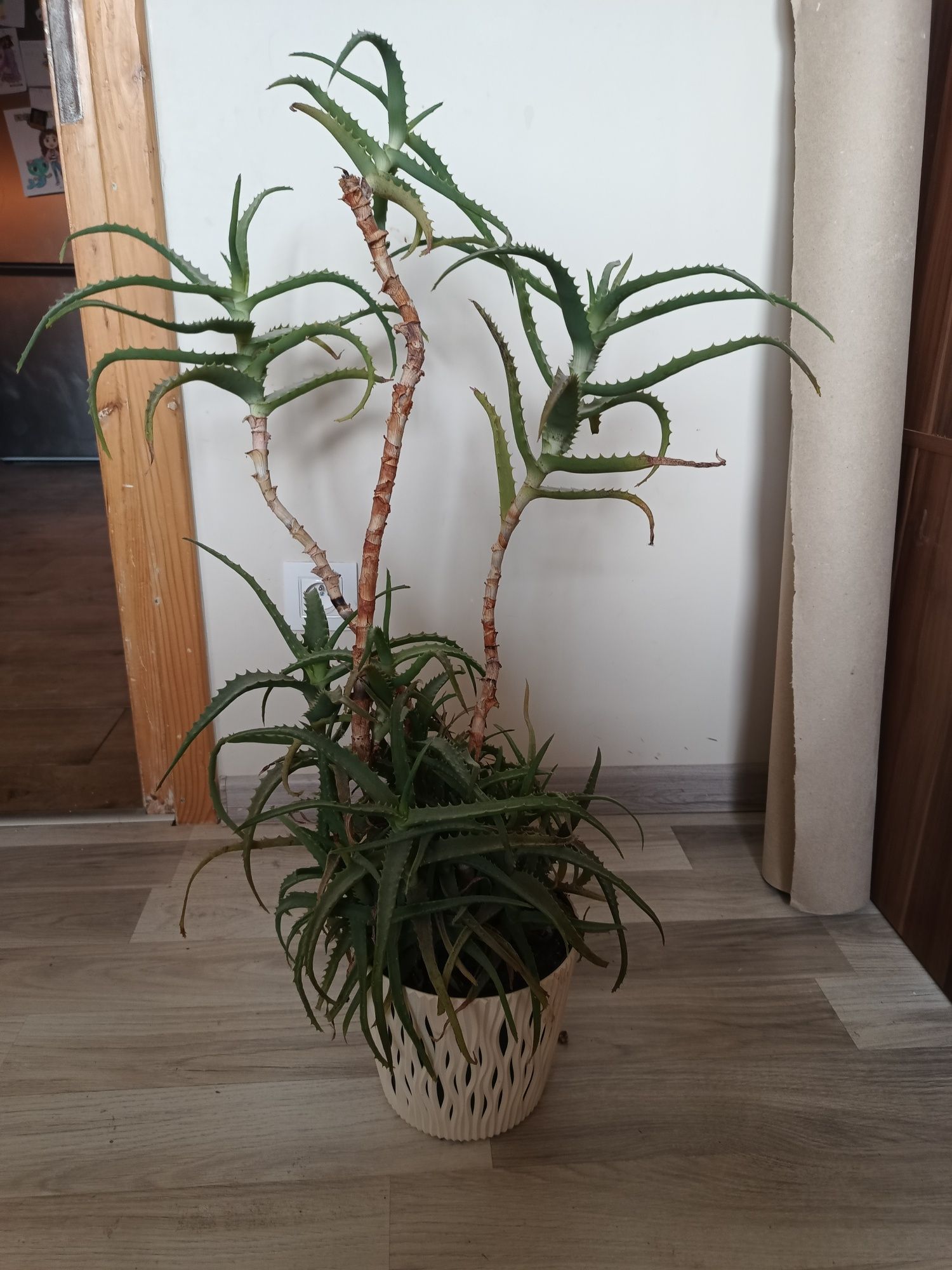 Duży zdrowy aloes