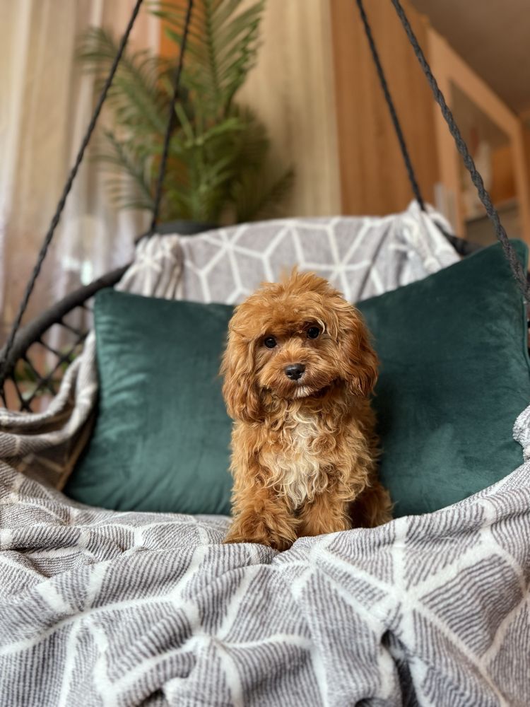 Cavapoo f1 chłopiec red rudy samiec pies pudel