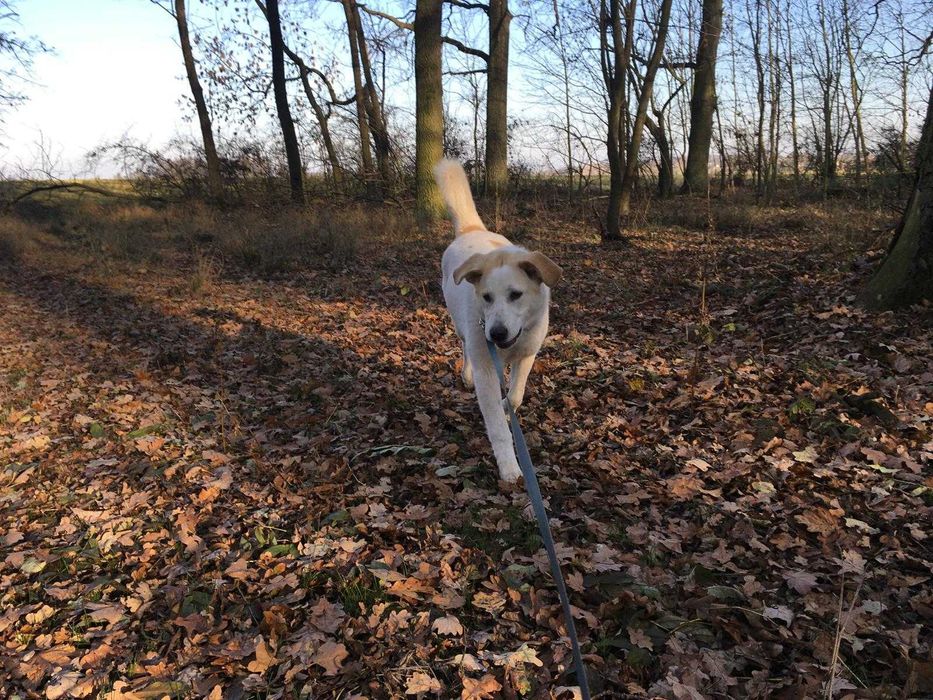 Sunia w typie labradora szuka domu na zawsze!