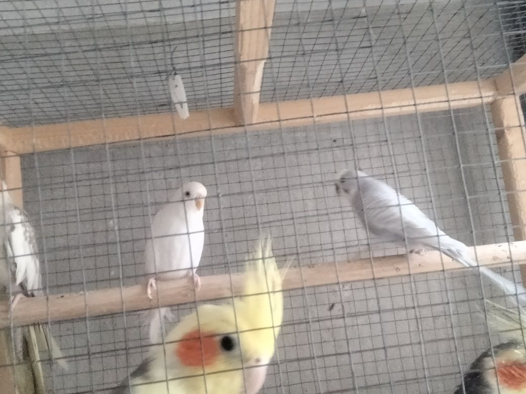 Casal de Periquitos