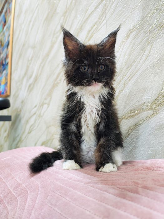 Kocurek Maine Coon gotowy do odbioru