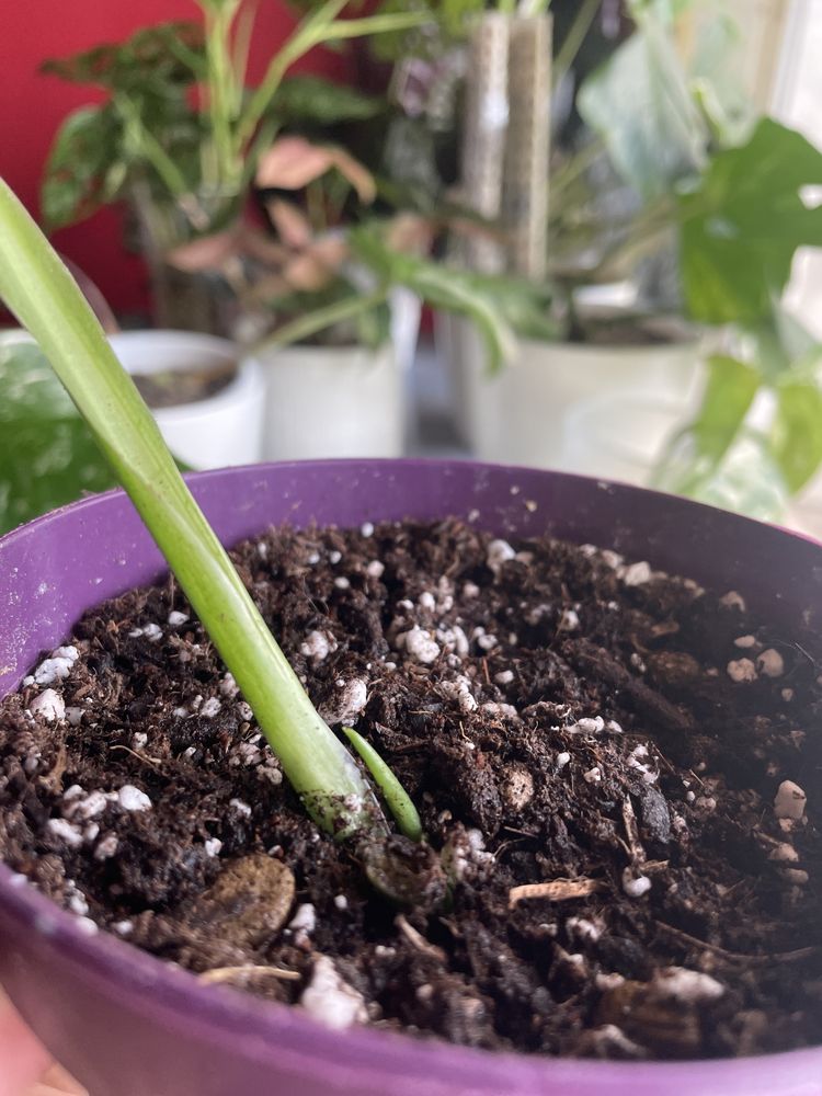 Cuttings monstera adansonii