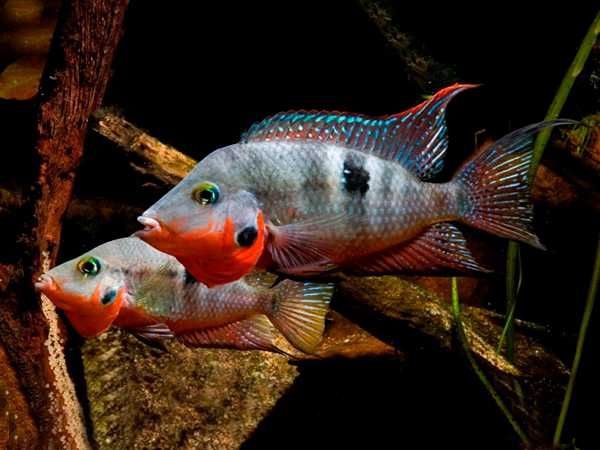 Pielęgnica Meeka - Thorichthys meeki - dowozimy, wysyłamy