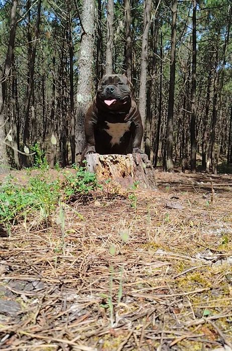 American bully pocket