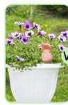 Dou dispensador agua plantas