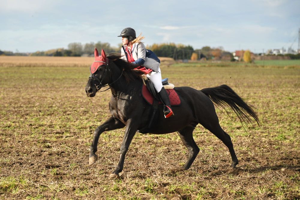 Źrebna klacz sp do hodowli