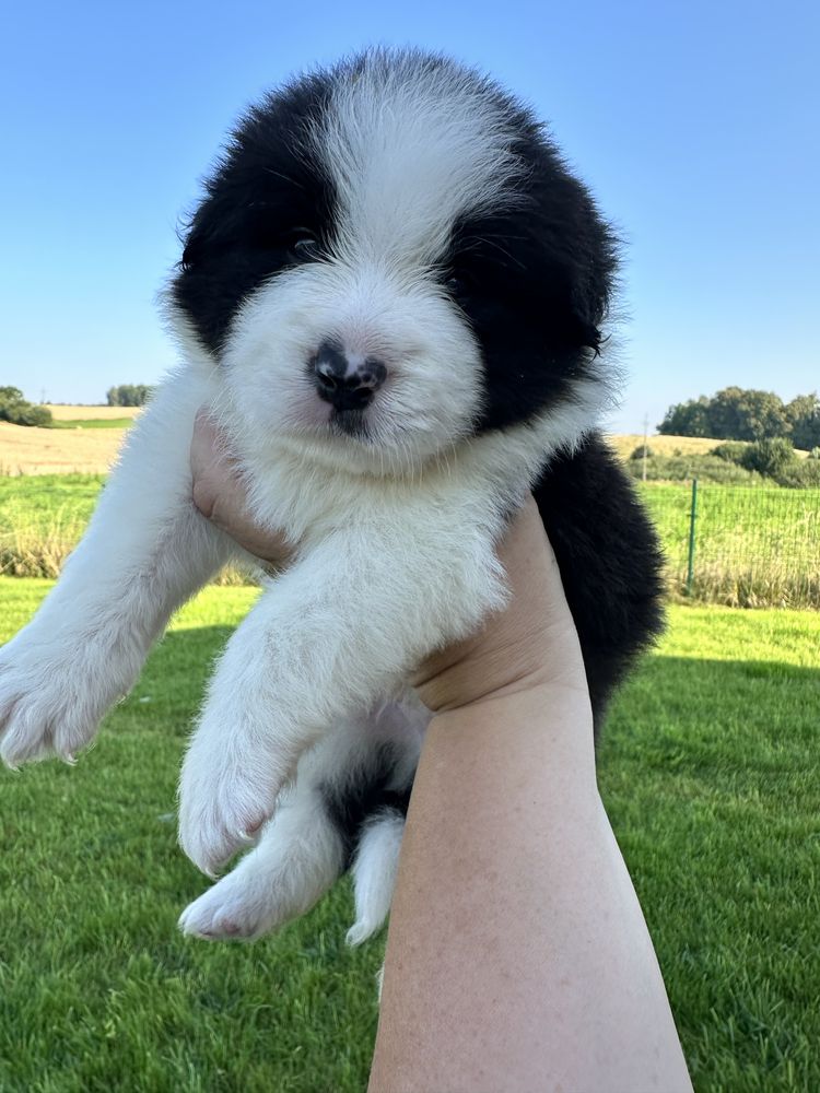 Cudny piesek border collie ZKwP FCI po MŁ.CHPL
