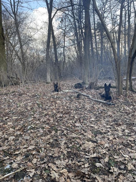 Цуценята Бельгійська вівчарка Малінуа залишилась 1 дівчинка