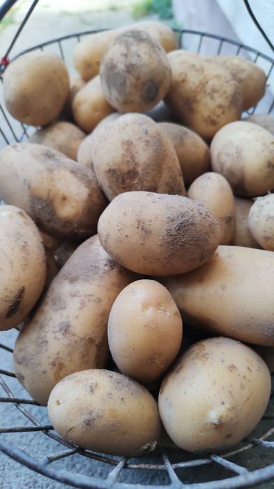 Ziemniaki Quenn Anne, Oberon z dowozem