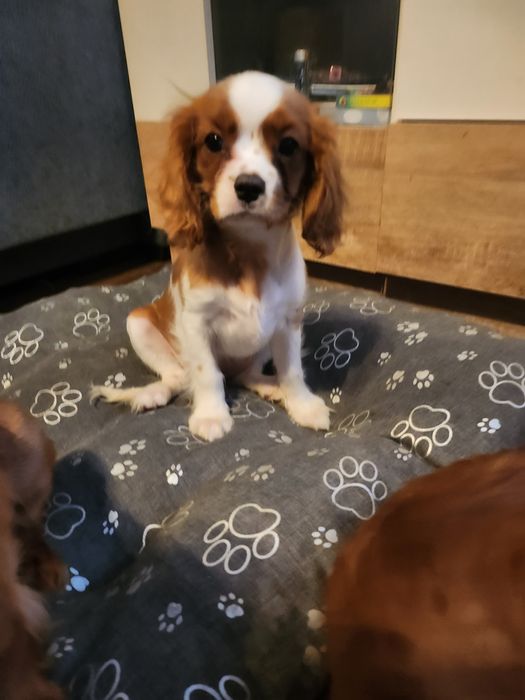 Cavalier king charles spaniel szczeniaczek
