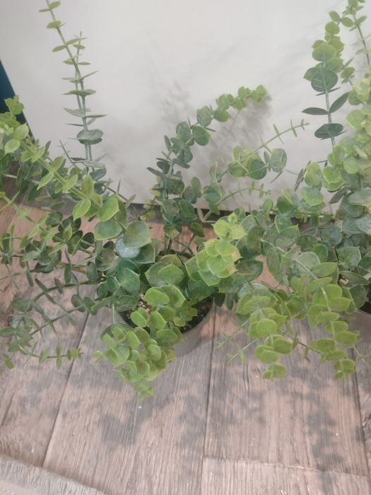 Декоративний самшит