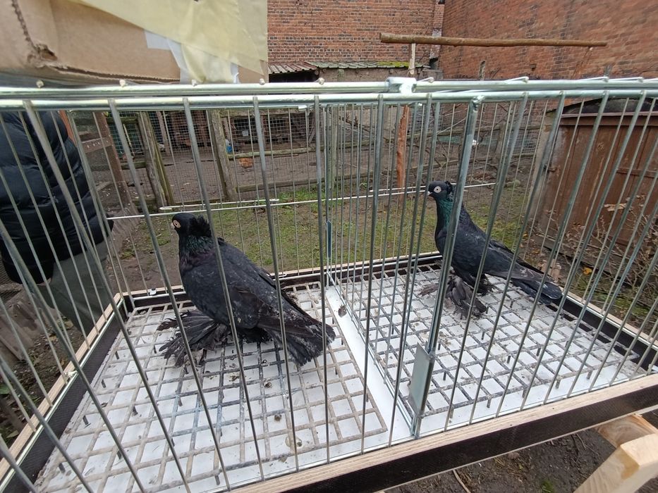 Gołębie wywrotki wschodniopruskie