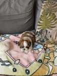 Shih tzu piesek shih tzu