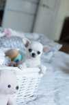 Mini chłopak chihuahua fci