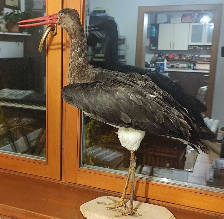 Bocian czarny spreparowany wypchany Twórcy ludowi T. Oleś J. Chrobak