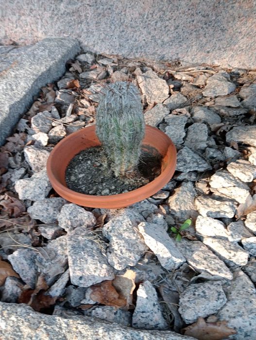 Vasos de plantas naturais