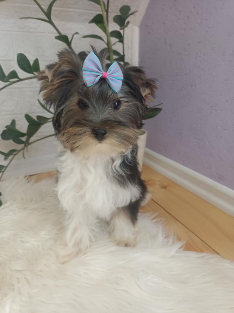 Yorkshire terrier śliczny biewer piesek