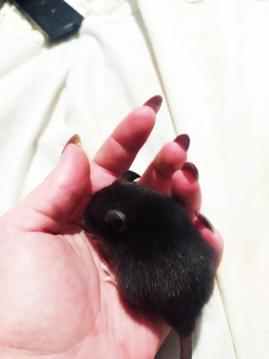 Крисинята, 17 квартал крыса, щур!