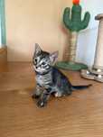 Gatinha tigrada com dois meses para dar