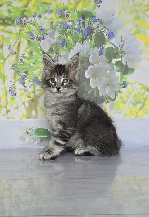 Бегемот и Арабеска