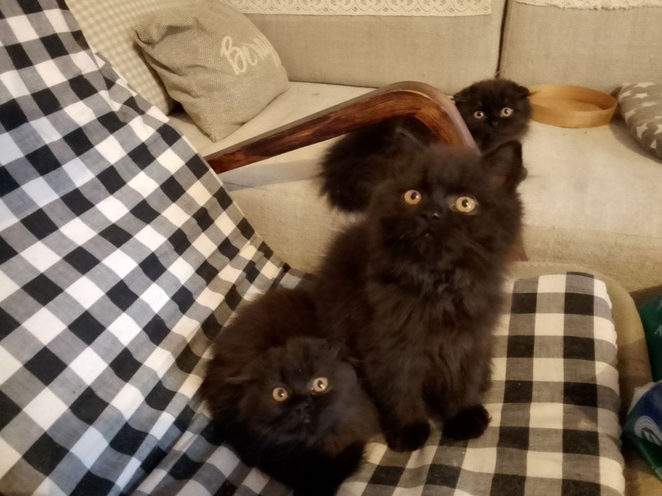 Шотландские котята